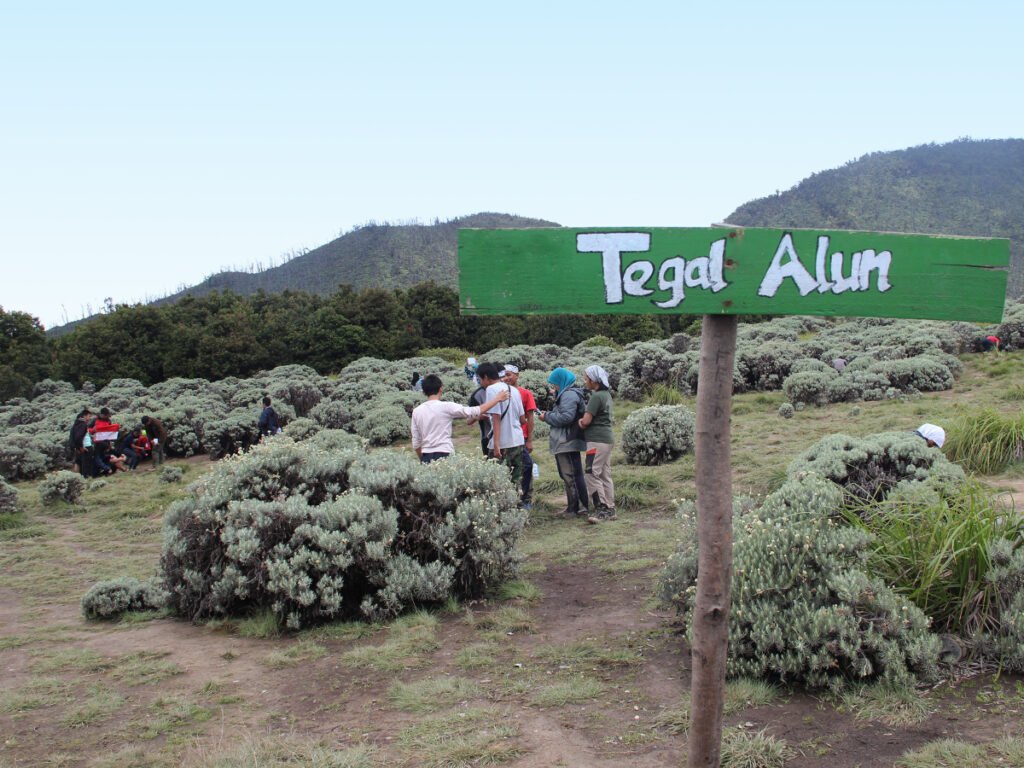 Tegal alun